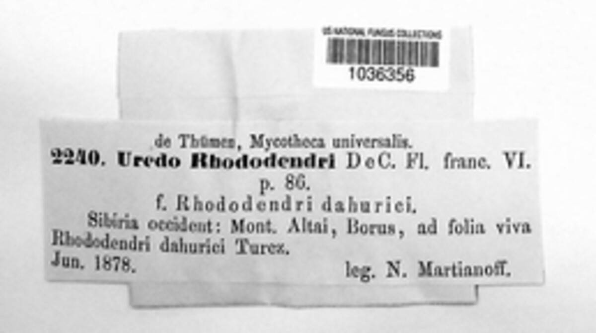 Uredo dumeticola image